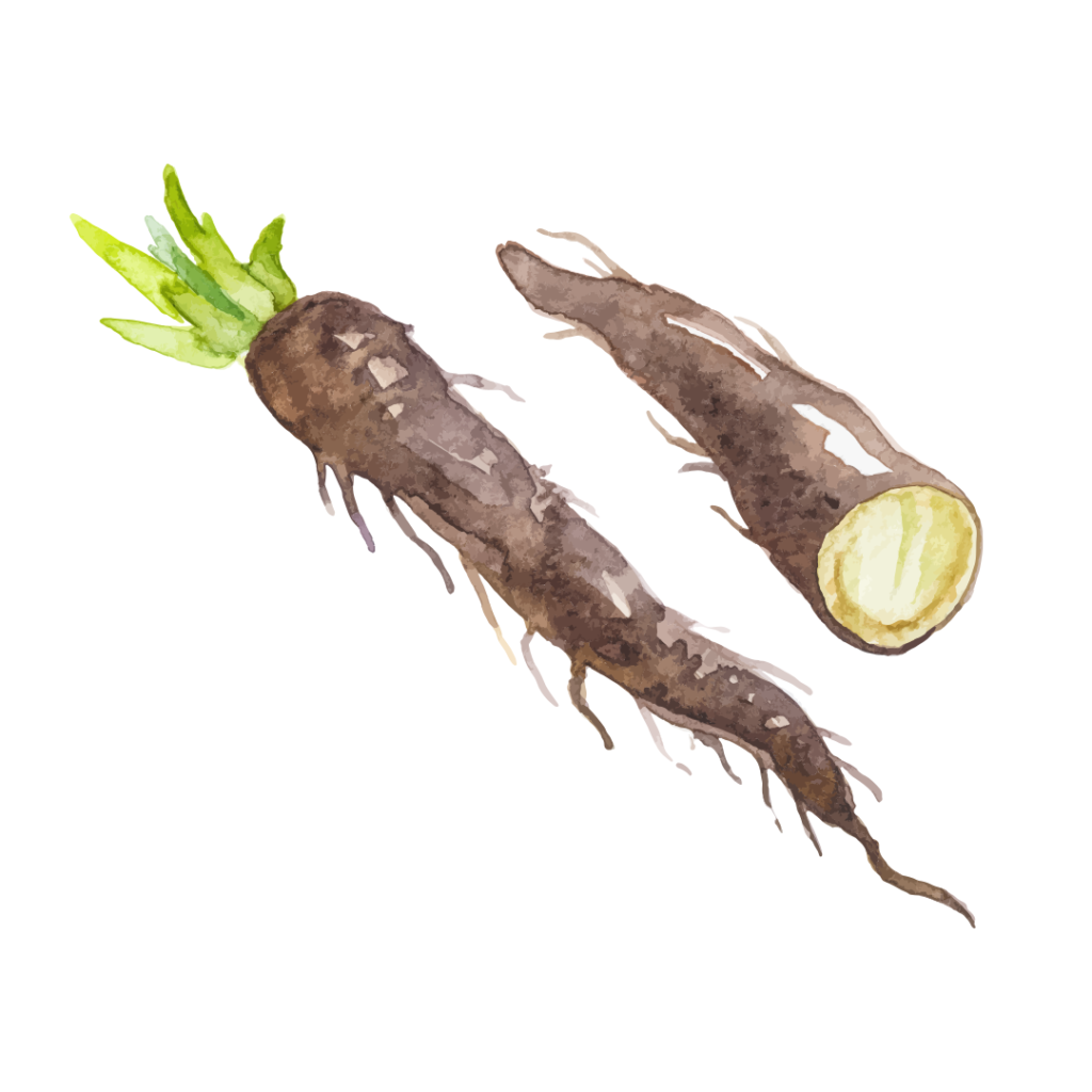 Aquarellbild einer Wurzel