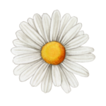 Gänseblümchen Aquarellzeichnung
