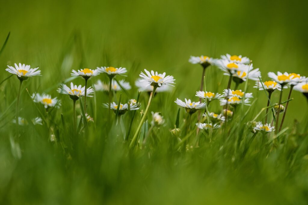 flowers-7050948_1280 Wiese mit Gänseblümchen